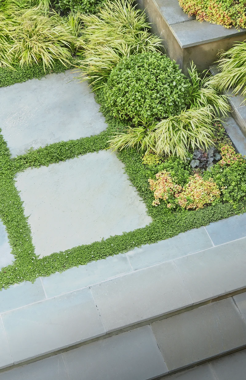 Irish moss between blue stone pavers