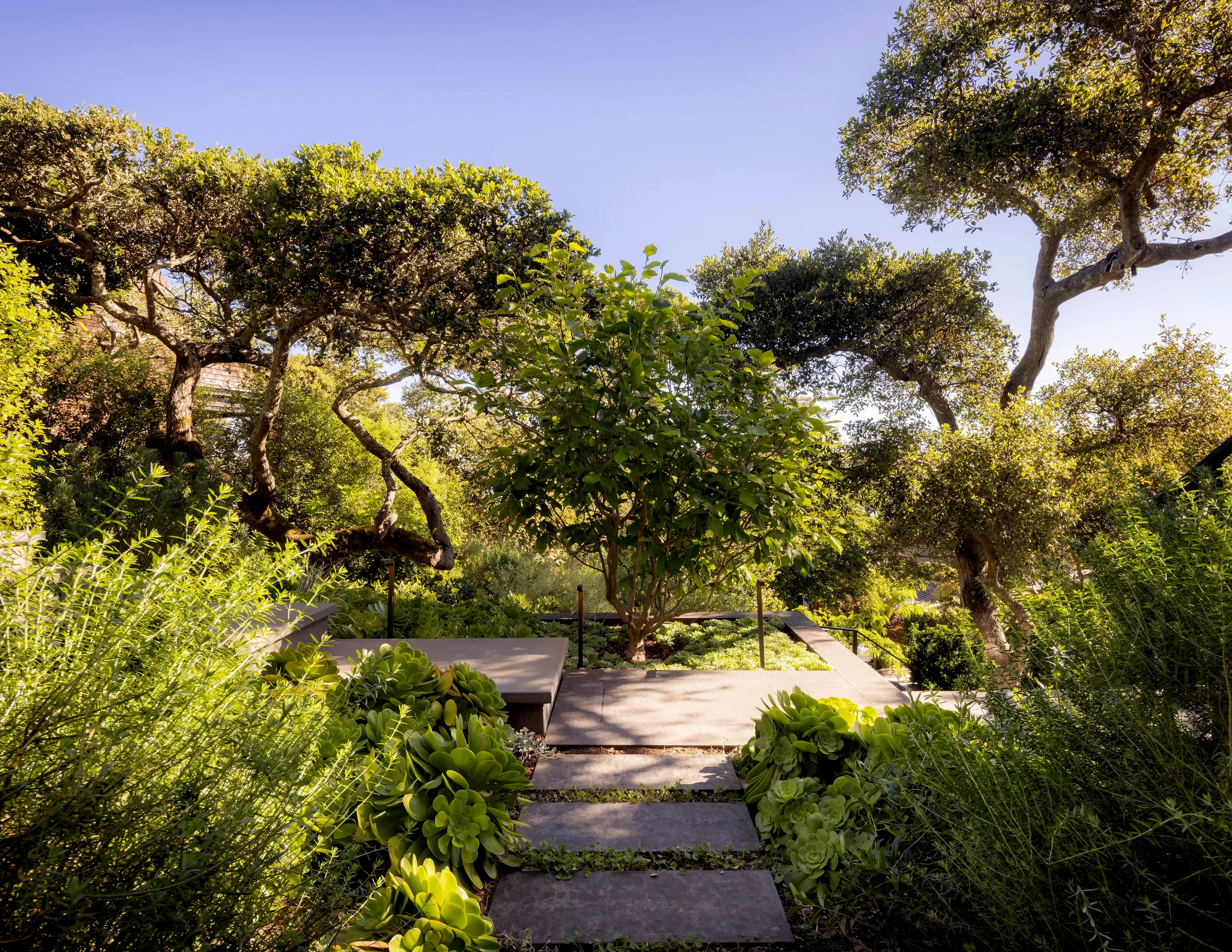 Garden showing layers of vegetation