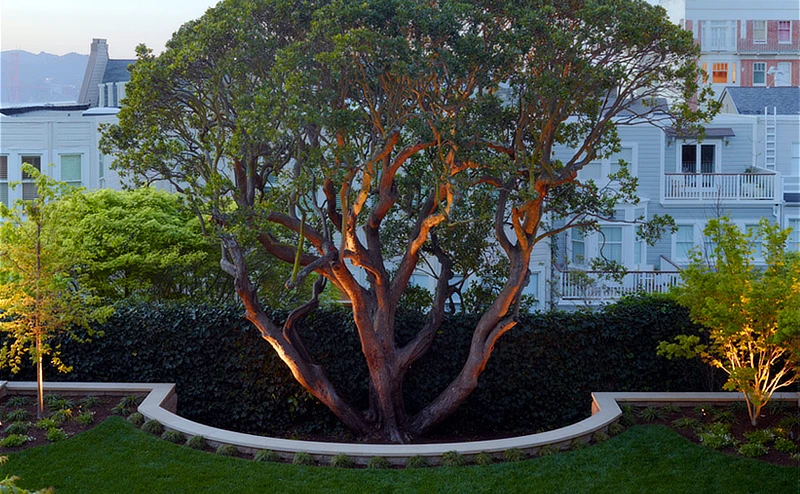 Pacific Heights Grande