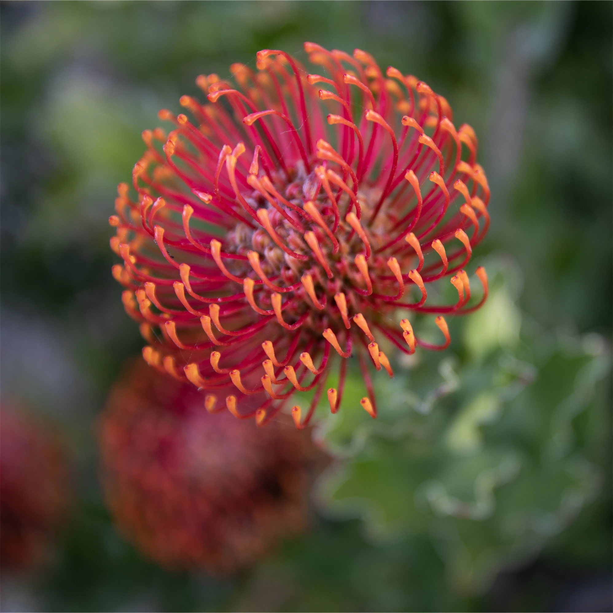 Flowering plants