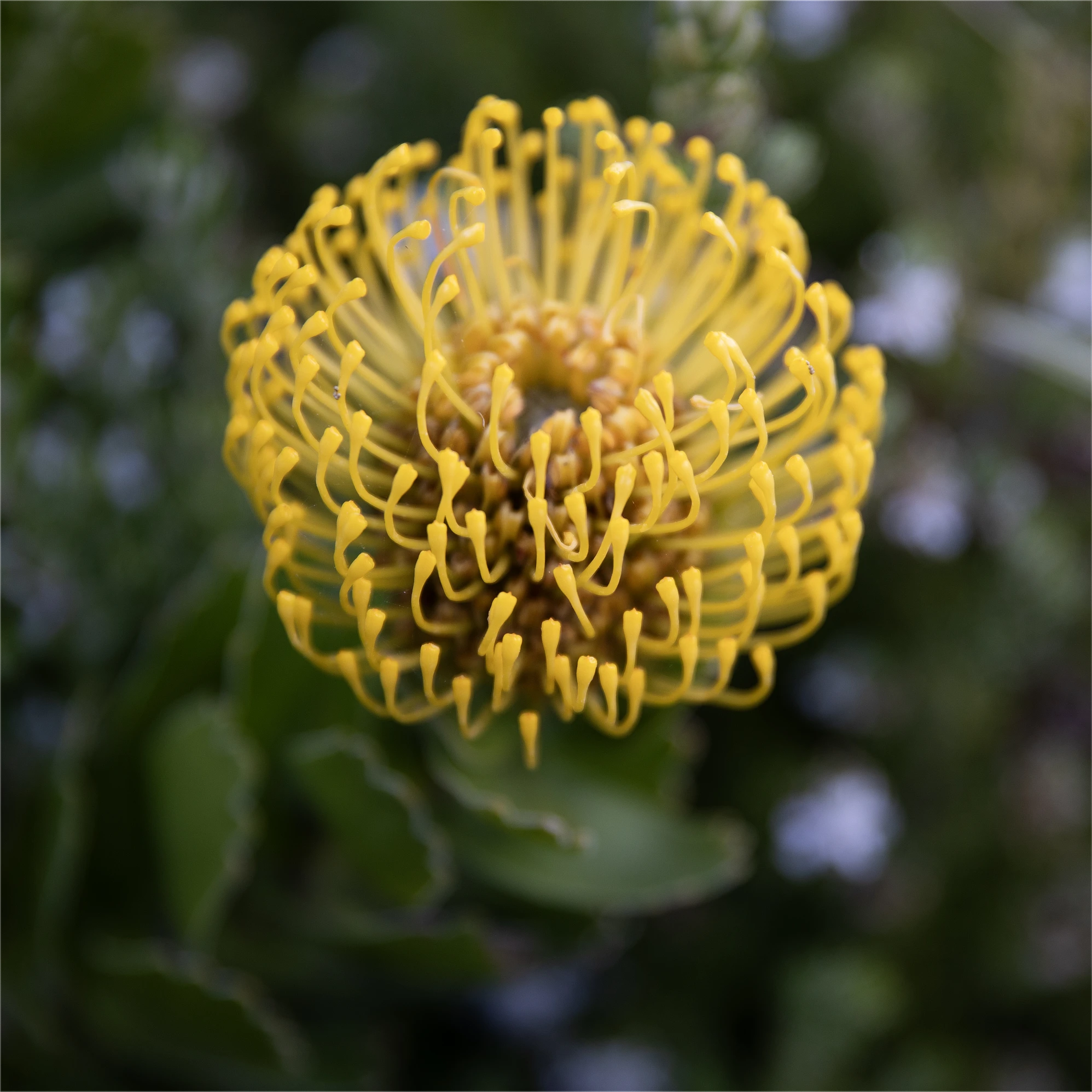Flowering plants detail