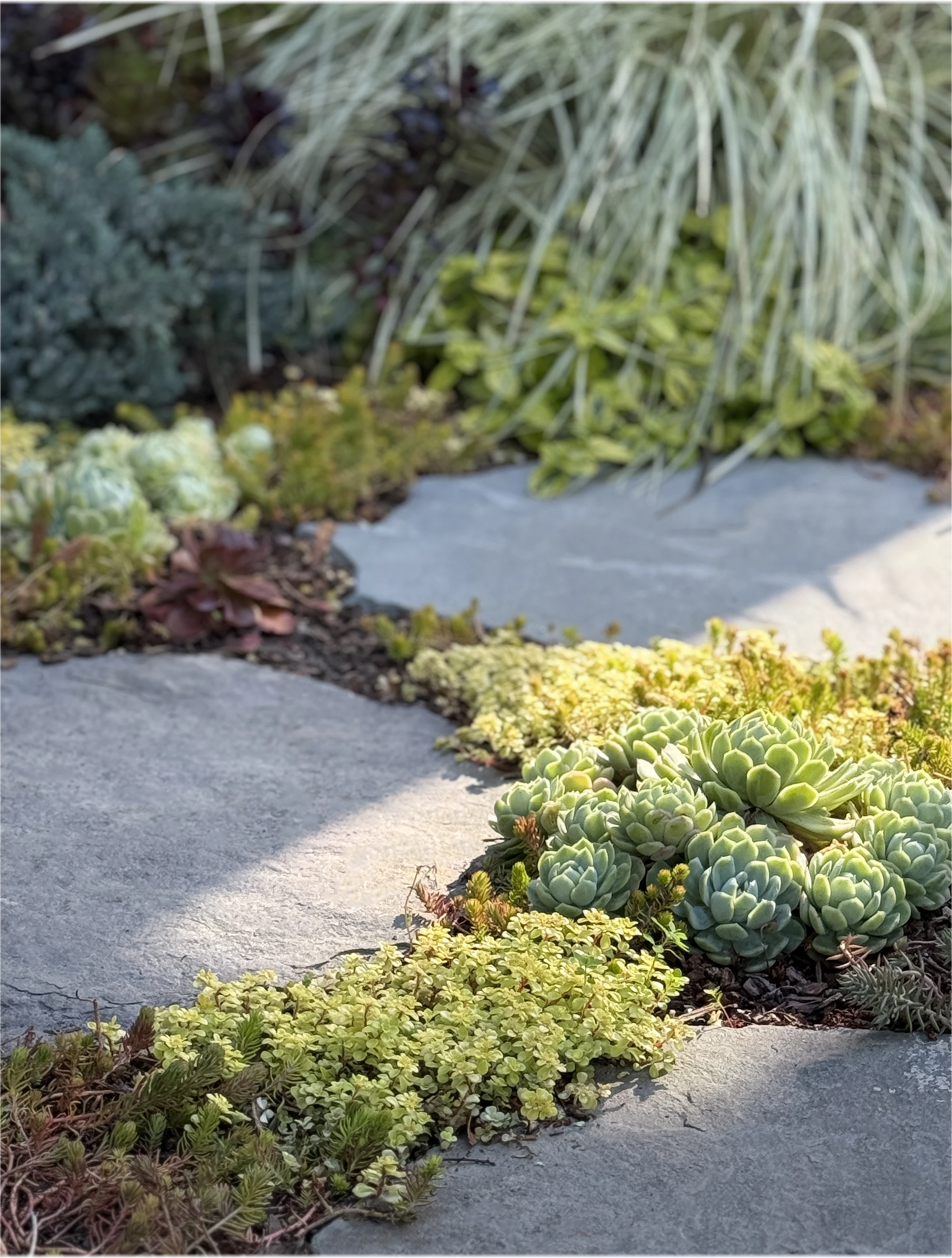 Succulent planting detail